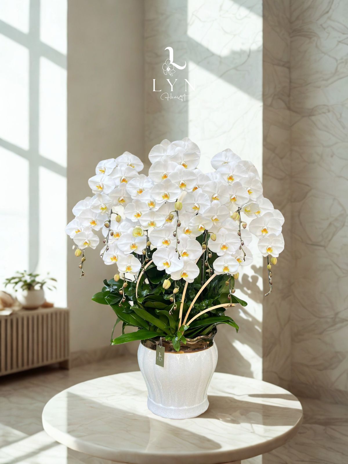 Chậu Hoa Lan Hồ Điệp Trắng